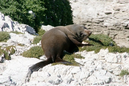 kaikoura (19)